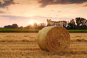 Round Hay Bale In Wheat Field At Sunset