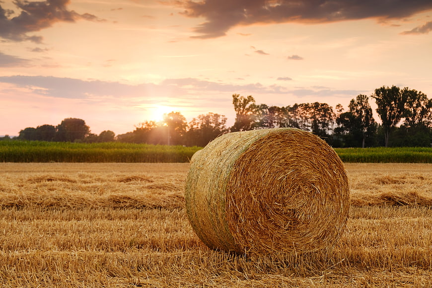 Round Hay Bale In Wheat Field At Sunset