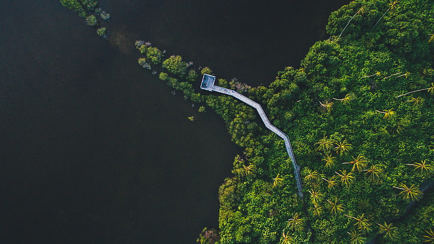 Aerial view of wooden boardwalk in tropical mangrove forest