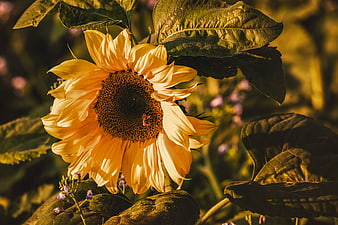 Golden Sunflower Close-Up With Dramatic Backlighting And Soft Green Background