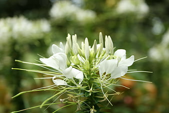 Close-up of White Spider Flower with Green Background