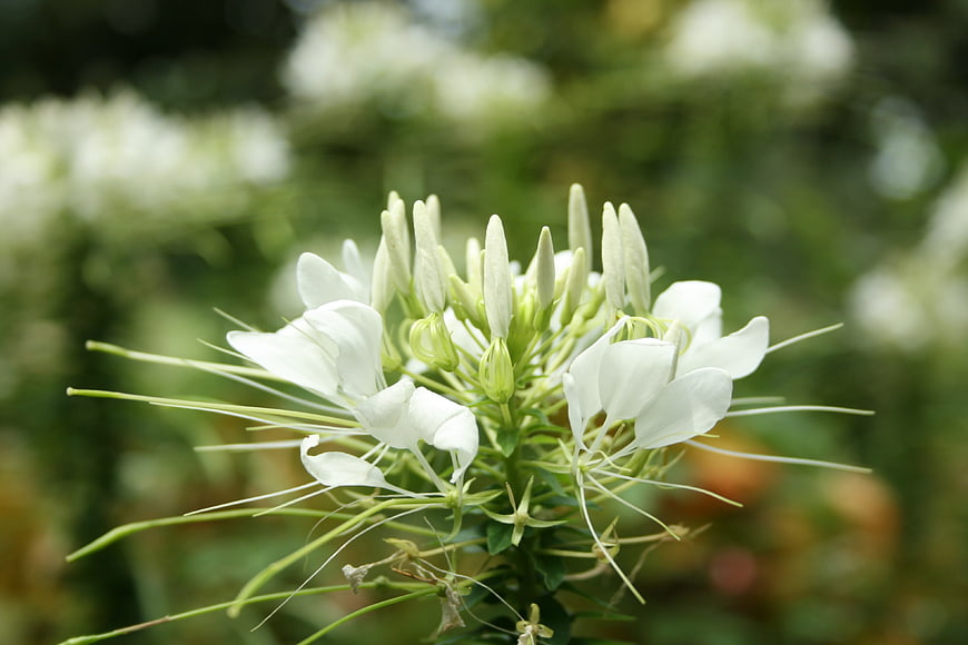 Close-up of White Spider Flower with Green Background
