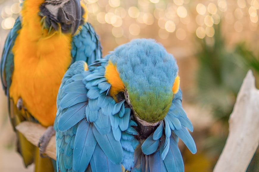 Blue and Yellow Macaw Preening Feathers Close Up