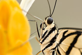 Macro Close-Up of Butterfly Head on Yellow Flower