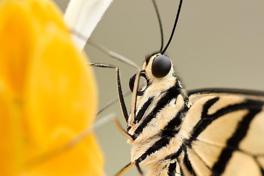 Macro Close-Up of Butterfly Head on Yellow Flower