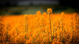 Vibrant Yellow Oilseed Rape Field In Summer Bloom