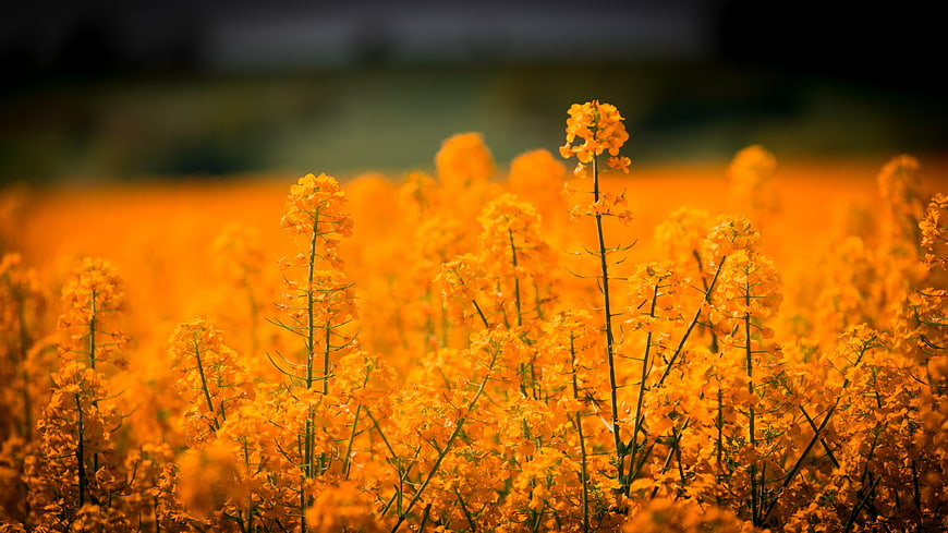 Vibrant Yellow Oilseed Rape Field In Summer Bloom