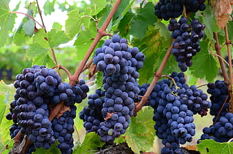 Ripe Purple Grapes Hanging on Vine in Vineyard