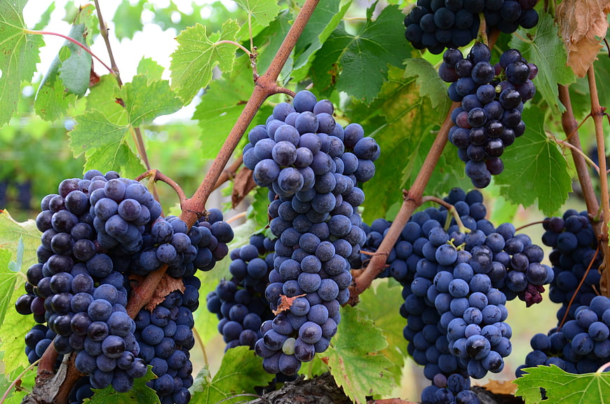 Ripe Purple Grapes Hanging on Vine in Vineyard