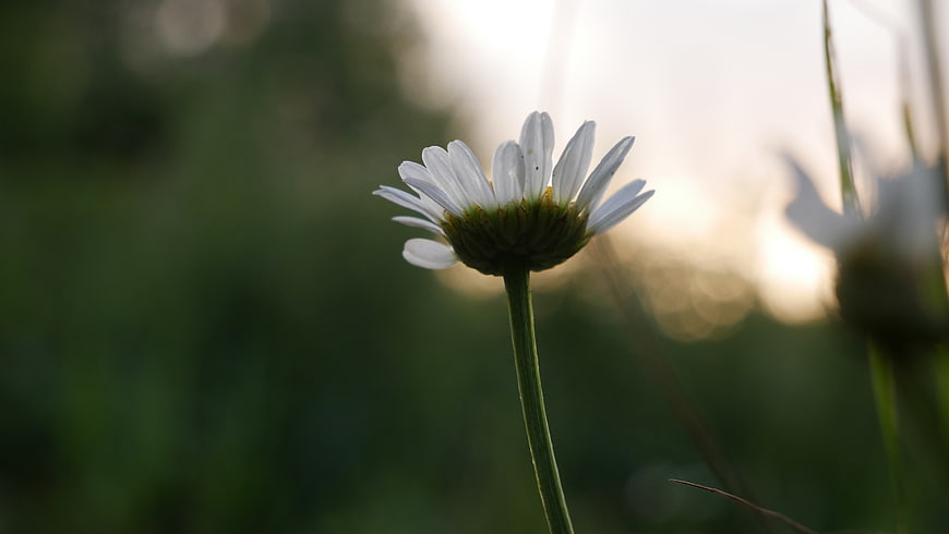 Close-up of a white daisy flower in a field at sunset