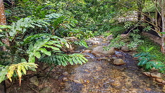 Tropical Stream Flowing Through Lush Green Forest