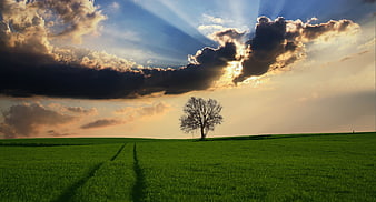 Lone Tree in Green Field with Dramatic Sun Rays
