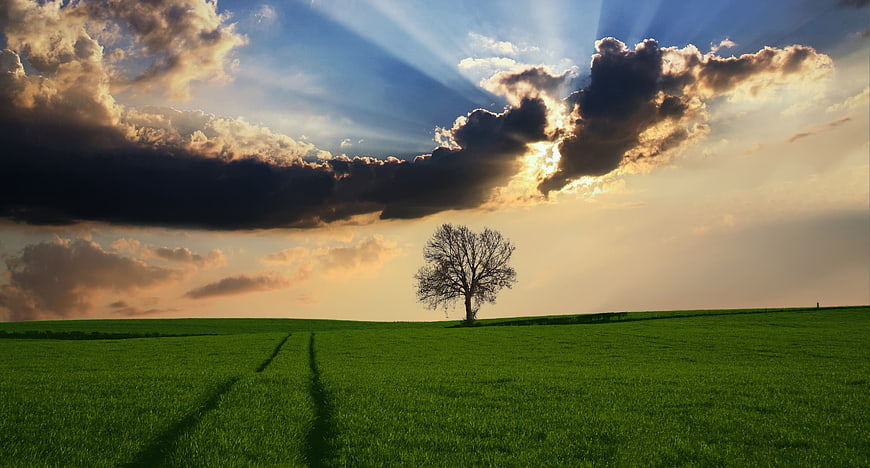 Lone Tree in Green Field with Dramatic Sun Rays