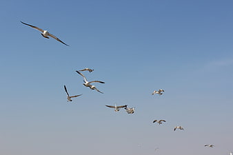 Flock of Seagulls Flying in Blue Sky