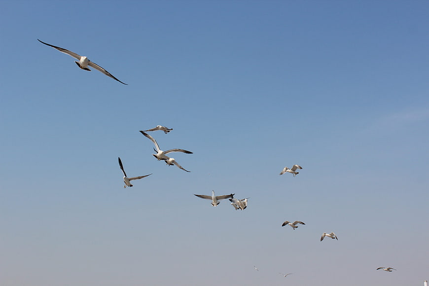 Flock of Seagulls Flying in Blue Sky