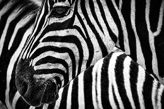 Close-up Black and White Zebra Portrait