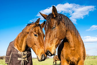 Two Chestnut Horses Nuzzling Heads In Pasture