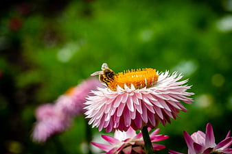 Honeybee Pollinating Pink Strawflower in Garden