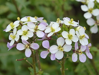 Close-up of delicate white and purple wildflowers in bloom