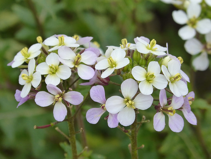 Close-up of delicate white and purple wildflowers in bloom