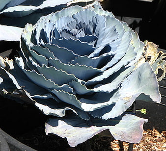 Close-up of ornamental blue rose cabbage plant