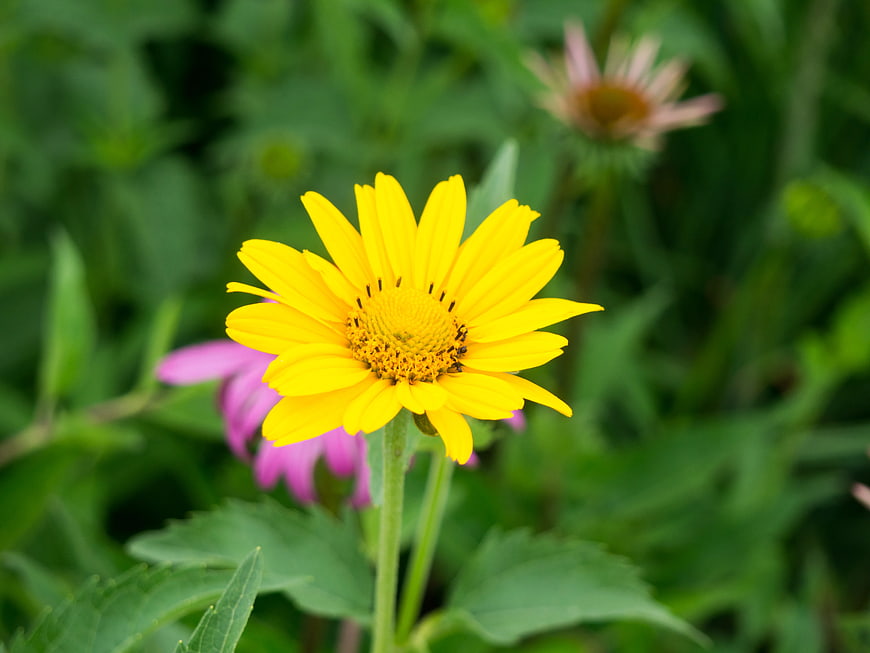 Vibrant Yellow Flower in Green Garden