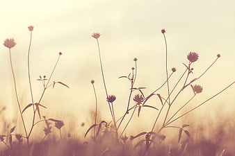 Silhouetted Wildflowers in Golden Hour Field