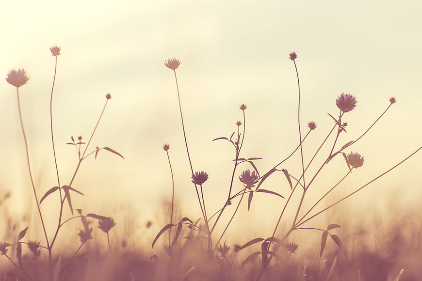 Silhouetted Wildflowers in Golden Hour Field