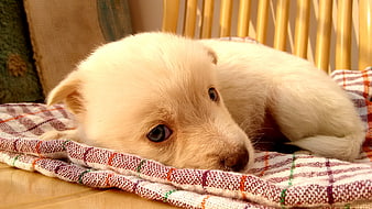 Cute white puppy resting on a plaid blanket