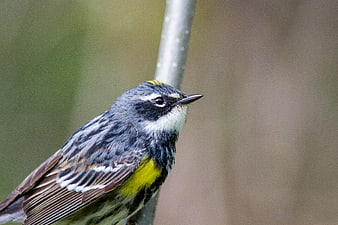 Close-up of a Magnolia Warbler perched on a branch
