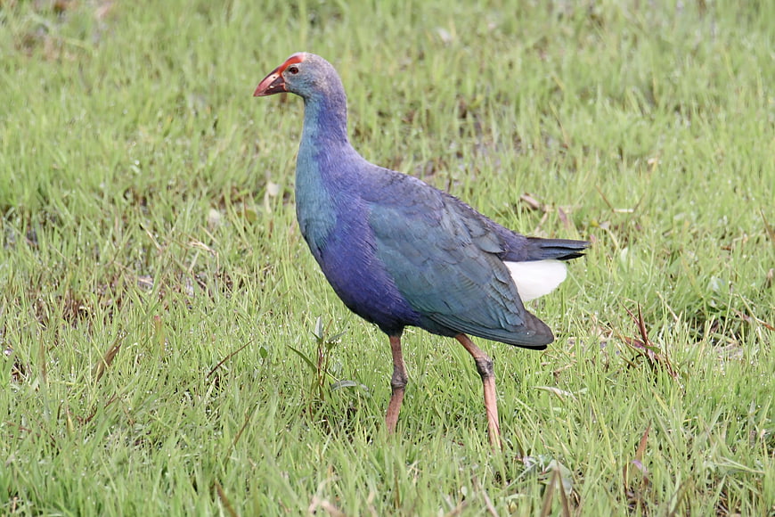 Purple Swamphen Bird Standing in Green Grass
