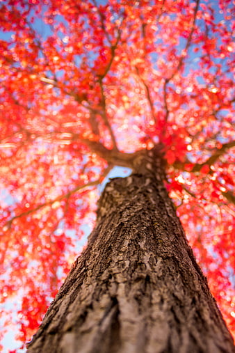 Low Angle View of Tree Trunk with Vibrant Red Autumn Leaves