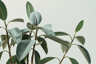 Close-up of Rubber Plant Leaves Against White Background