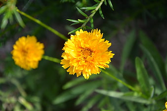 Close-up of vibrant yellow flower with green foliage background