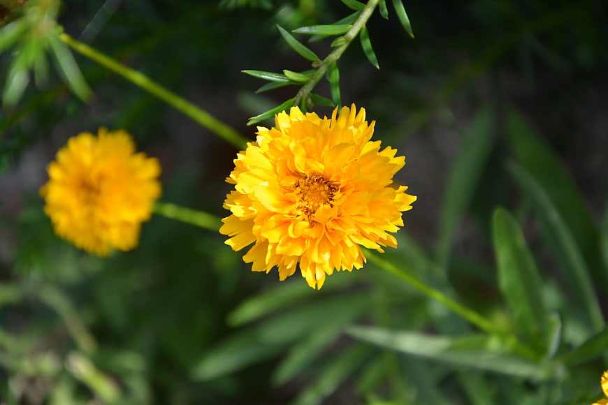 Close-up of vibrant yellow flower with green foliage background