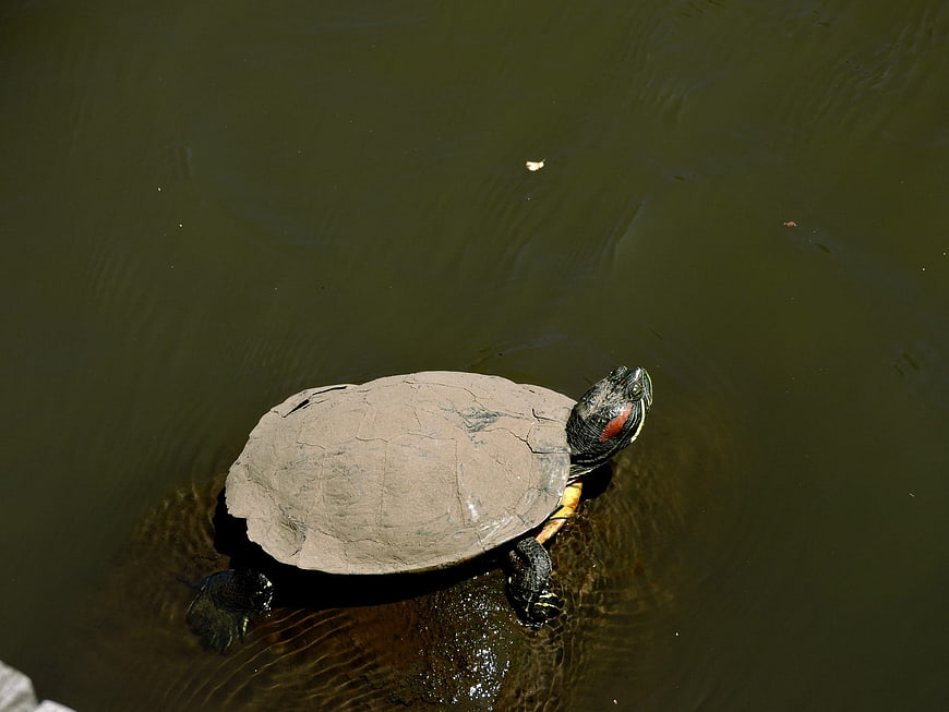 Red-eared slider turtle swimming in murky pond water