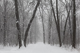 Snowy Winter Forest Path With Bare Trees And Foggy Atmosphere