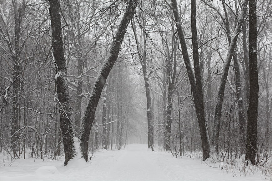 Snowy Winter Forest Path With Bare Trees And Foggy Atmosphere