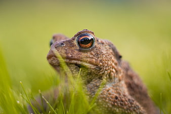 Close-up of a toad in green grass with detailed eye