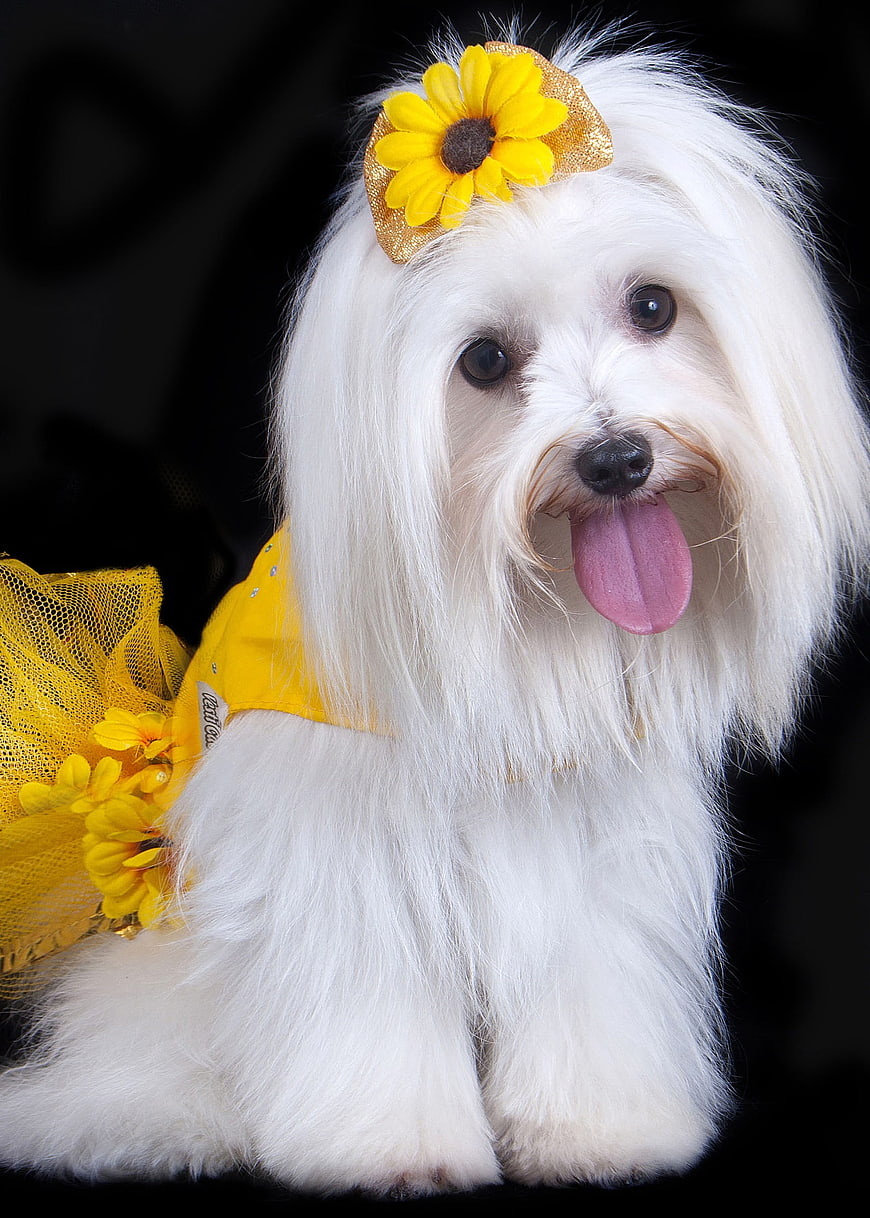 Cute white Maltese dog in yellow sunflower costume