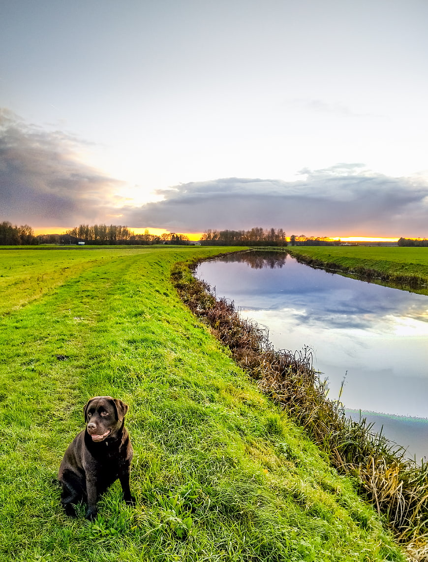 Black Labrador sitting on grassy canal bank at sunset