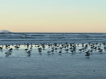 Flock of Seagulls on Wet Sand Beach at Sunset