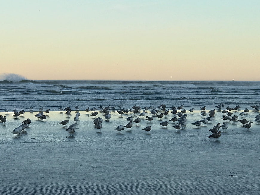 Flock of Seagulls on Wet Sand Beach at Sunset