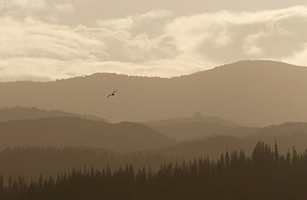 Silhouette of bird flying over misty mountain layers