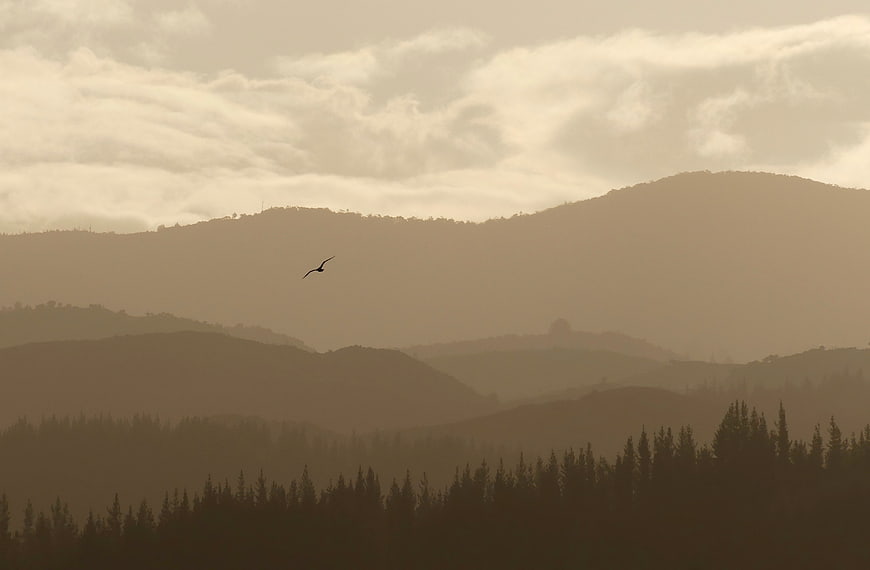 Silhouette of bird flying over misty mountain layers