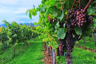Ripe red grape clusters hanging on vines in a lush green vineyard