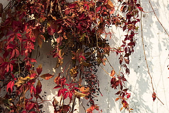 Red autumn ivy leaves and berries on white wall