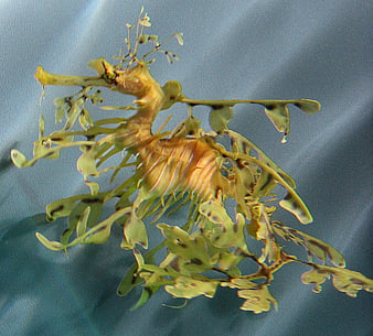 Close-up of a Leafy Sea Dragon in Blue Water