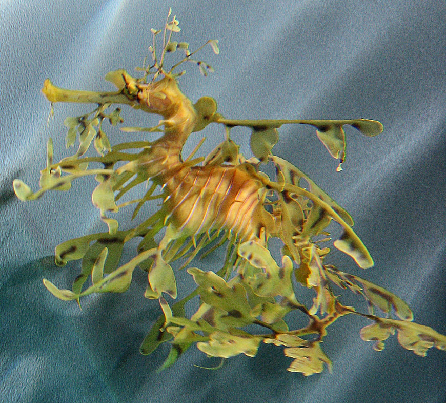 Close-up of a Leafy Sea Dragon in Blue Water