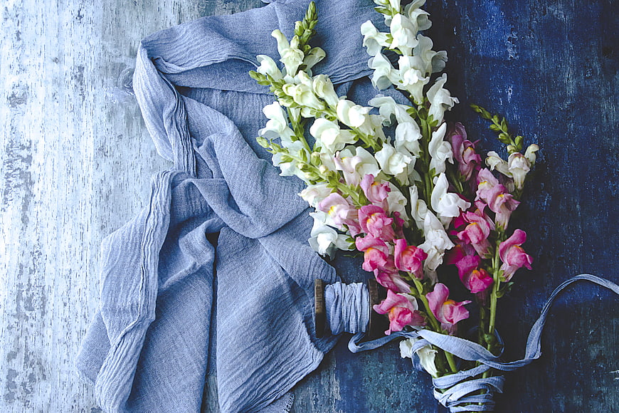 Flat lay of pink and white snapdragons with blue fabric